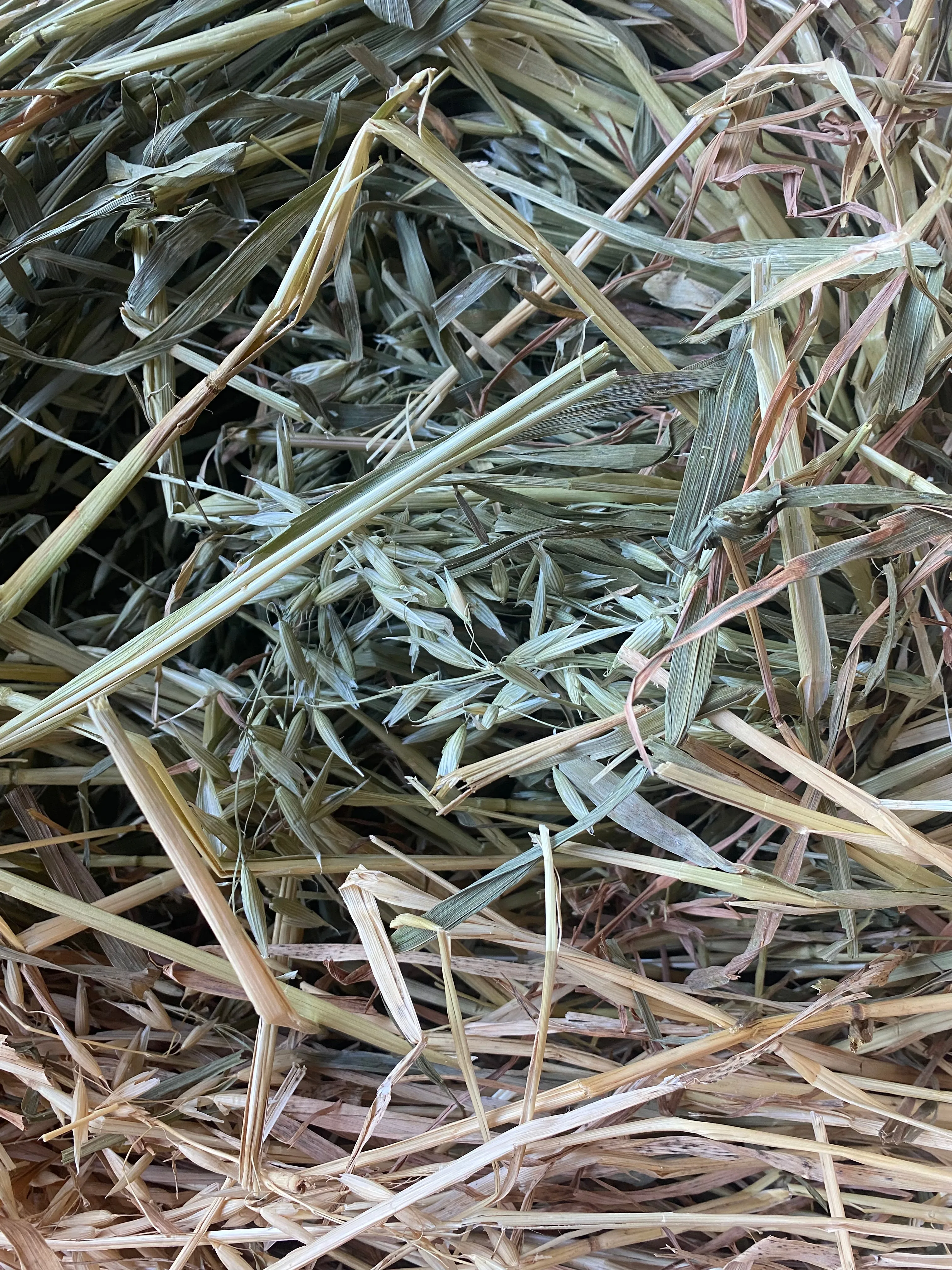 New Season Oaten Hay - Bagged